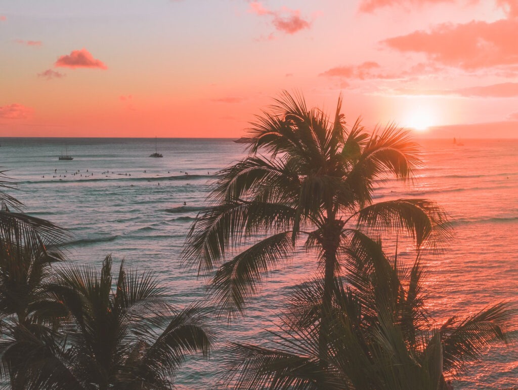 Beach sunset and palm trees